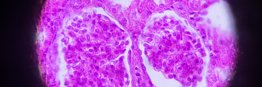 Microscopia de células do rim