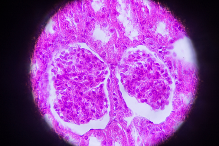 Microscopia de células do rim